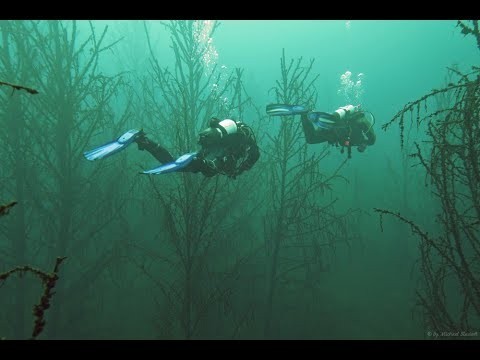 Tauchen im Cospudener See Tauchgang unterm Steg und im Unterwasserwald