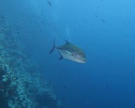 IMG_6641