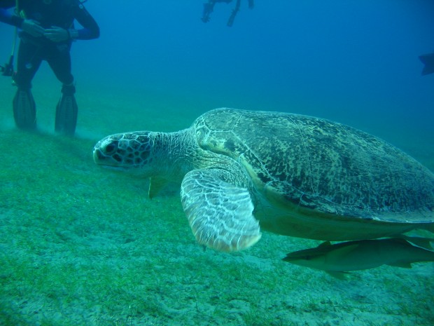 Marsa Abu Dabab