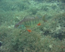 IMG_0029n