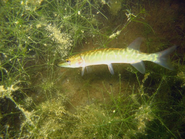 Jägerweiher