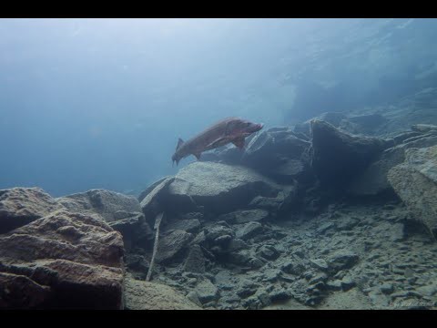 Tauchen im See im Berg August 21 Tauchgang mit allen Sehenswürdigkeiten und Fischen im See