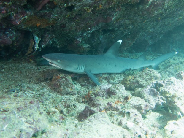 Galapagos Tauchen