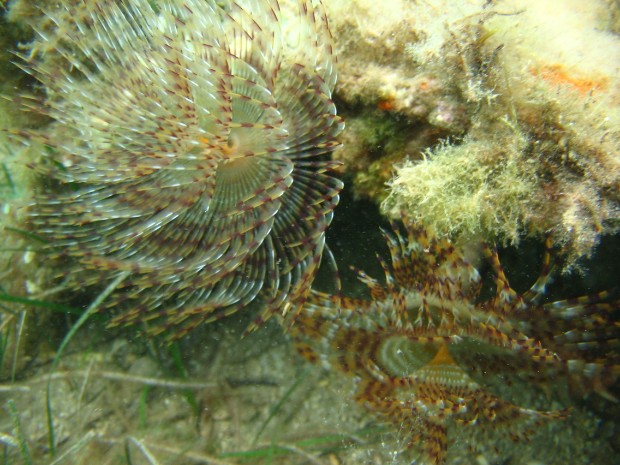 Kroatien